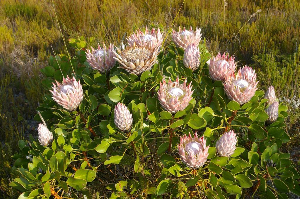 Hotel Grootbos Private Nature Reserve Gansbaai Exterior foto